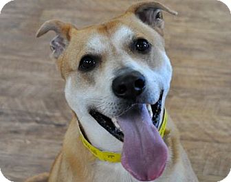 Indianapolis, IN - Labrador Retriever. Meet Bixby a Pet for Adoption.