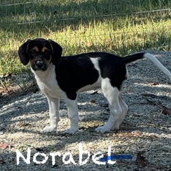 Thumbnail photo of Norabel beagle #2