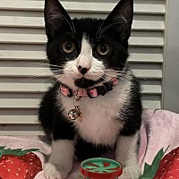 adopt a pet