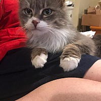 adopt a pet