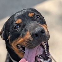 adopt a pet