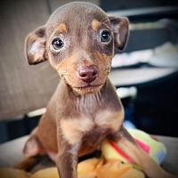 adopt a pet