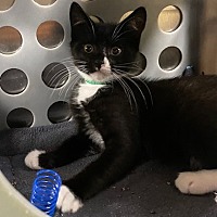 adopt a pet