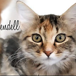 Thumbnail photo of Rivendell #1