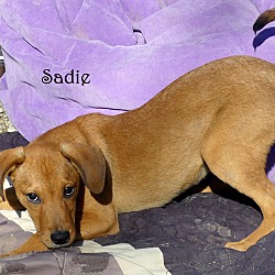 Thumbnail photo of Sadie ~ meet me~ #2