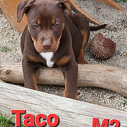 Photo of Taco