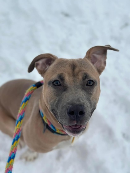 Cleveland, OH - American Pit Bull Terrier. Meet Shayna 53 a Pet for ...