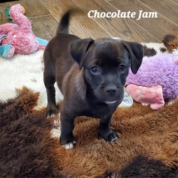 Thumbnail photo of Chocolate Jam DD* #4