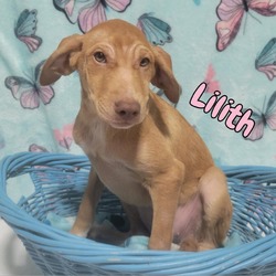 Photo of Lilith