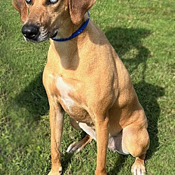 Minneapolis, MN - Black Mouth Cur/Hound (Unknown Type). Meet Roo a Pet ...