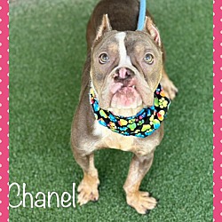 Thumbnail photo of CHANEL #1