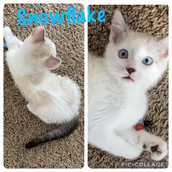 Thumbnail photo of Snowflake #1