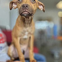 adopt a pet