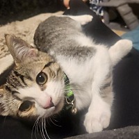 adopt a pet
