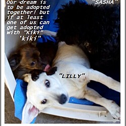 Thumbnail photo of Lily (in adoption process) #3