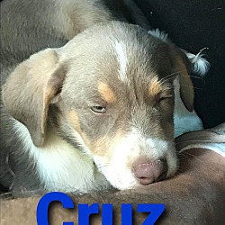 Photo of Cruz