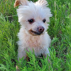 recycled pomeranians houston