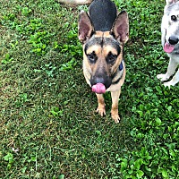 Nashua, NH - German Shepherd Dog. Meet CULLEN a Pet for ...