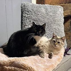 bonded pet photo