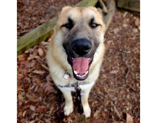 Arlington, VA - Great Pyrenees/Mixed Breed (Medium). Meet Goose a Pet ...