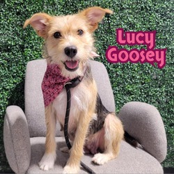 Photo of Lucy Goosey