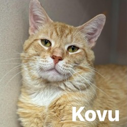 Photo of Kovu 240344