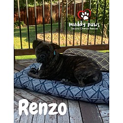 Thumbnail photo of Renzo #1