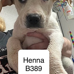 Thumbnail photo of Henna B389 #1