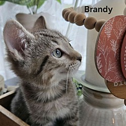 Thumbnail photo of Brandy (24-754) #2