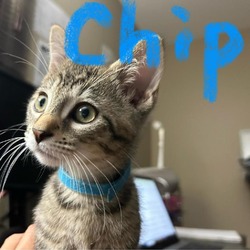 Thumbnail photo of Chip #1