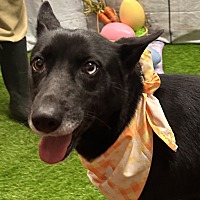 adopt a pet