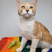 adopt a pet