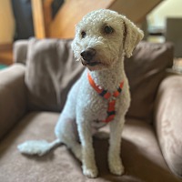 adopt-pet