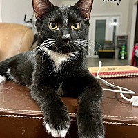 adopt a pet