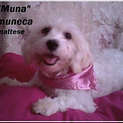 Thumbnail photo of Muna #4