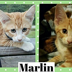 Thumbnail photo of Marlin #2