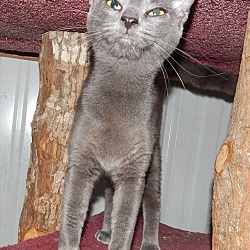 Thumbnail photo of LAPIS - LOVELY RUSSIAN BLUE #1