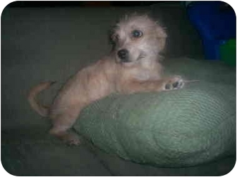 norwich terrier cross