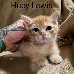 Thumbnail photo of Huey Lewis #3