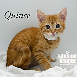 Thumbnail photo of Quince #3