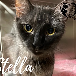 Photo of (Stella) Sandy 21-112