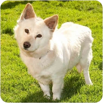 Marina Del Rey Ca American Eskimo Dog Meet Tina A Pet For Marina Del Rey Ca American Eskimo