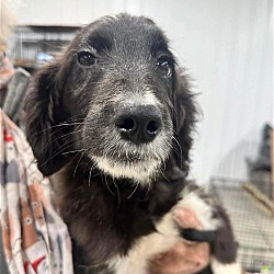 Photo of Super Aussie Dos  ~ Korra