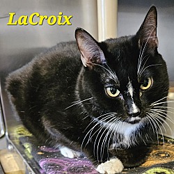 Thumbnail photo of Lacroix #1