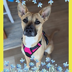 Photo of Harvest - Forget Me Not Promo - Foster to Adopt