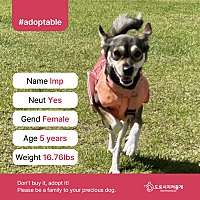 adopt a pet