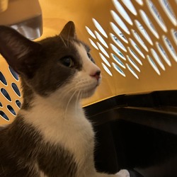 Thumbnail photo of Josephine: Visit me at Elkhart PetSmart! #2