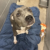 adopt a pet
