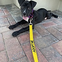 adopt a pet