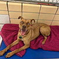 adopt a pet